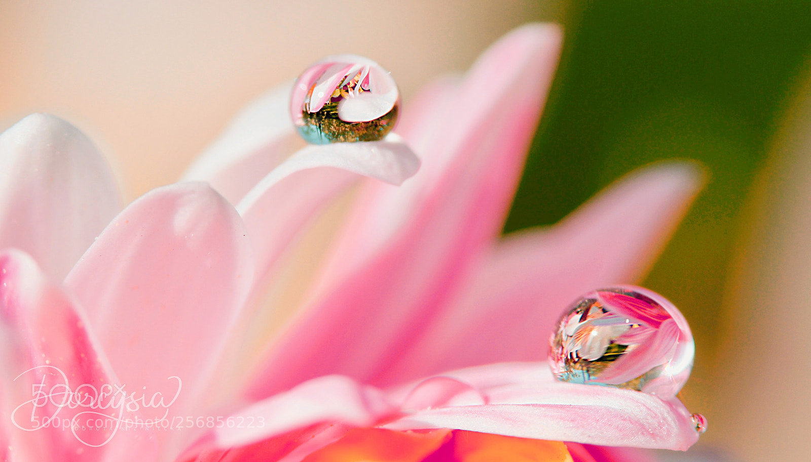 Canon EOS 7D sample photo. Think pink ;) photography