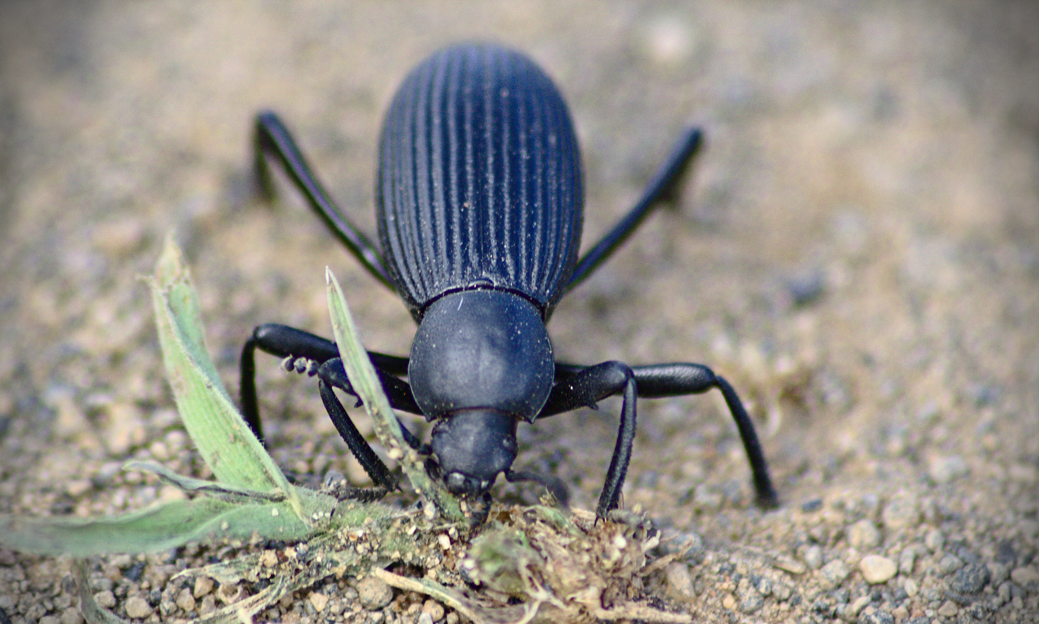 Canon EOS 1000D (EOS Digital Rebel XS / EOS Kiss F) sample photo. The beetle king photography