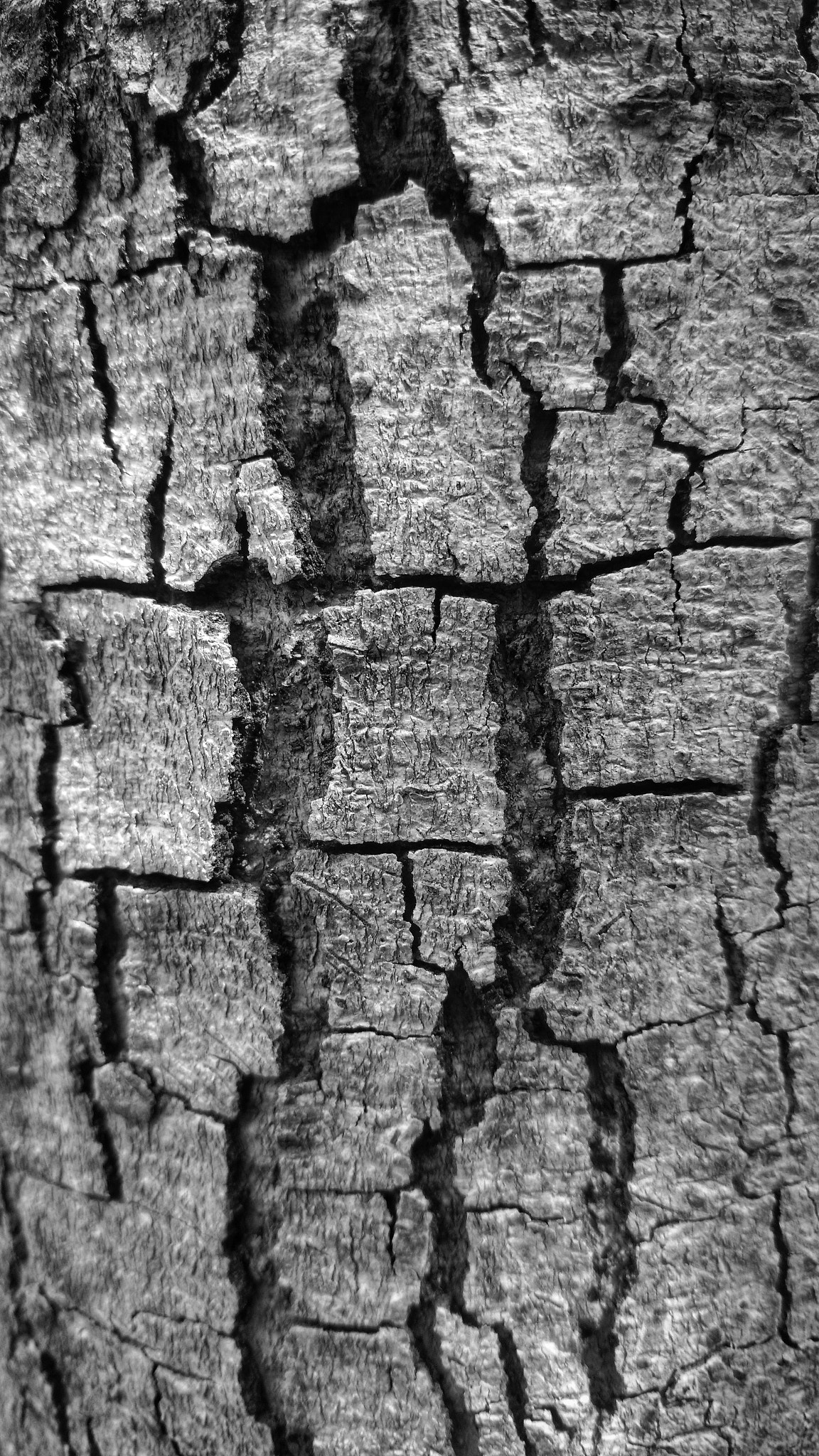 Motorola Moto X Play sample photo. B&w wooden crack s photography
