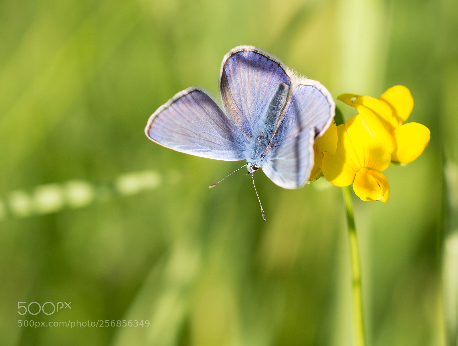 Canon EOS 700D (EOS Rebel T5i / EOS Kiss X7i) sample photo. Blue beauty photography