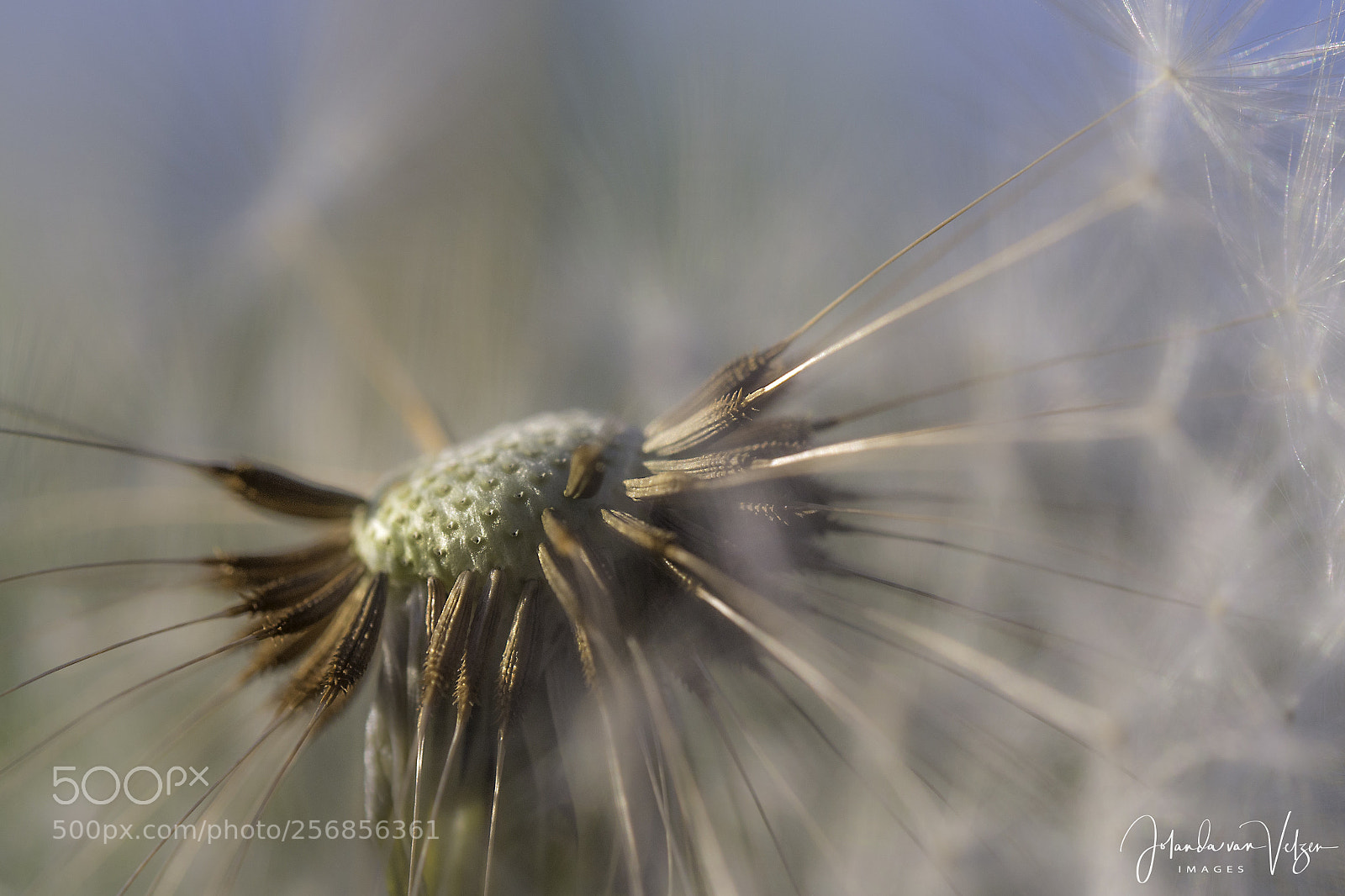 Olympus OM-D E-M10 sample photo. Half a dandelion photography