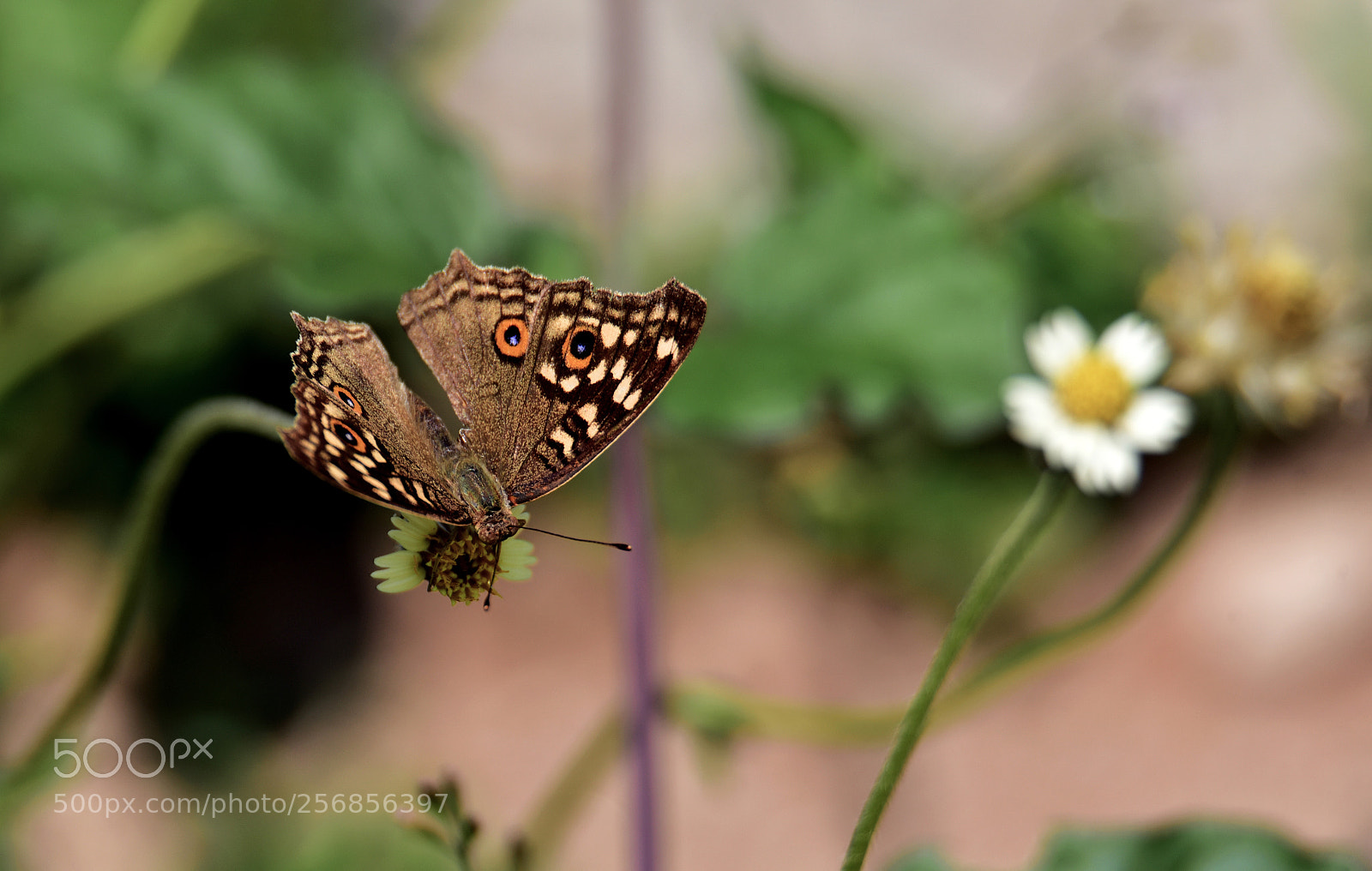 Nikon D750 sample photo. A hyper butterfly...! photography