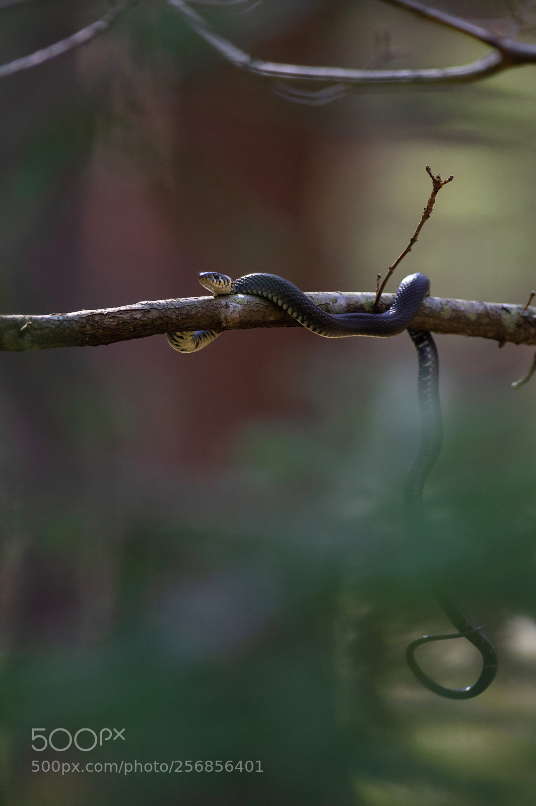 Pentax K-3 sample photo. Curly tail photography