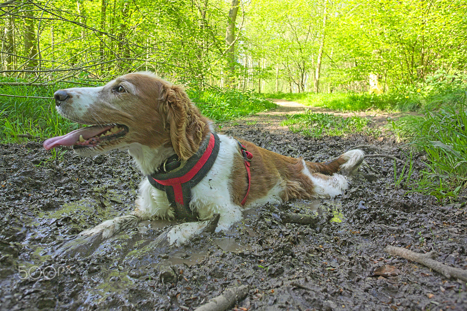 Nikon 1 V2 sample photo. Hot dog trying to keep cool photography