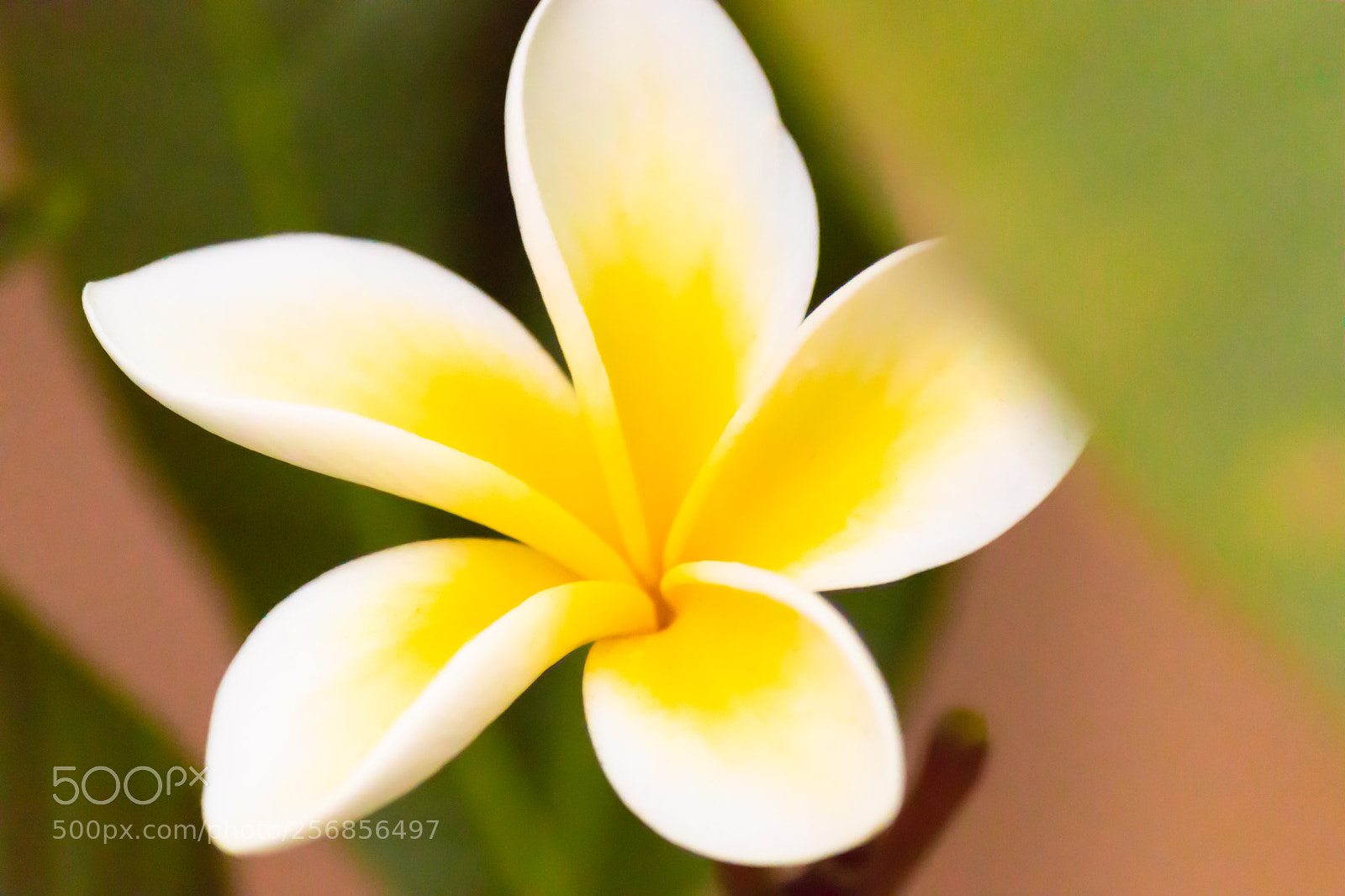 Canon EOS 77D (EOS 9000D / EOS 770D) sample photo. Flower photography