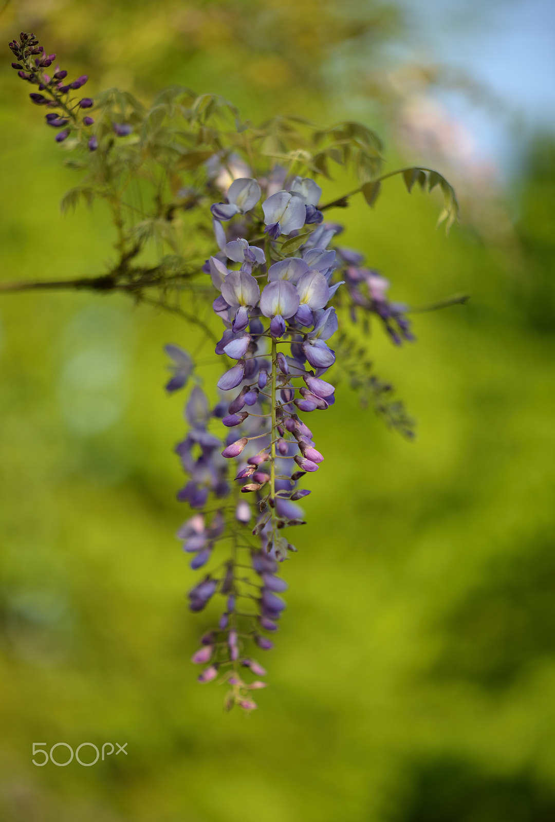 Zeiss Milvus 85mm f/1.4 sample photo. Lovely wisteria / merveilleuse glycine photography