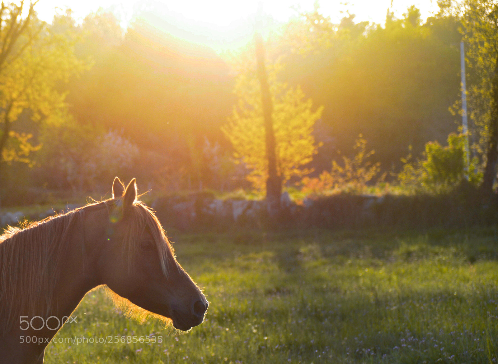 Nikon D610 sample photo. A horse with no photography