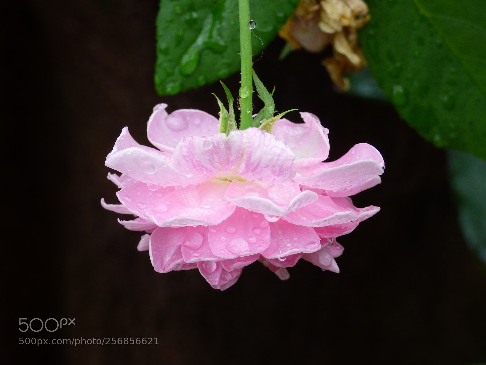 Panasonic Lumix DMC-FZ70 sample photo. Rose photography