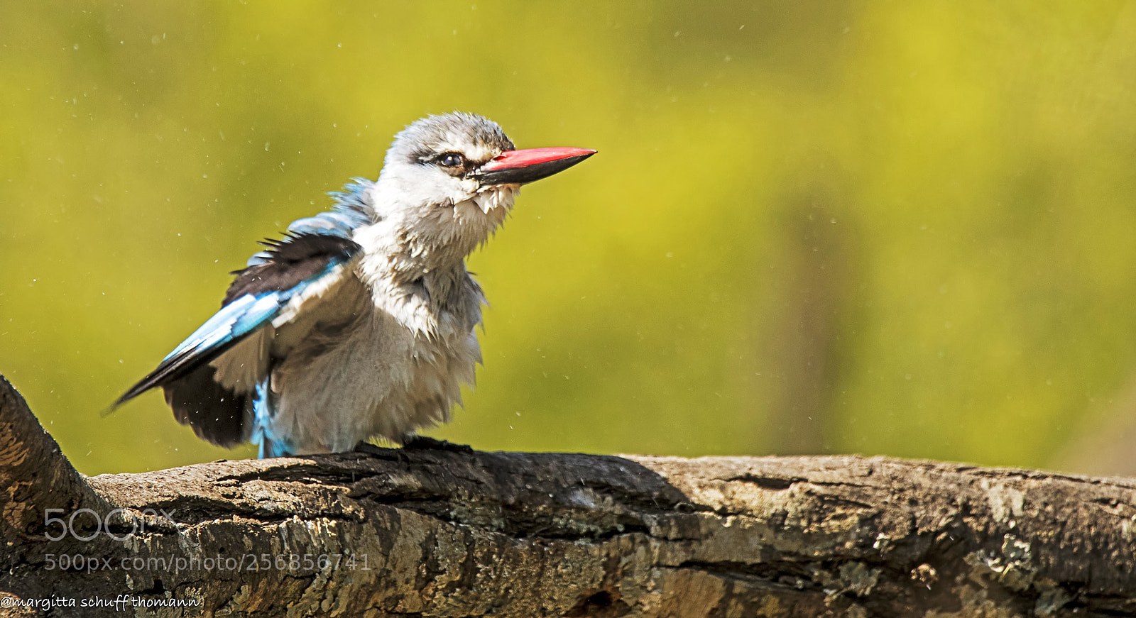 Canon EOS-1D X Mark II sample photo. Woodland kingfisher .. photography