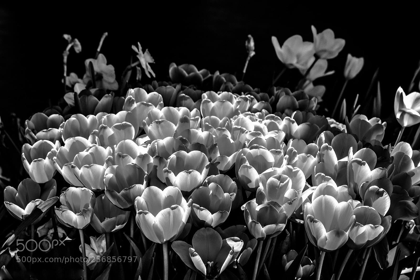 Canon EOS 600D (Rebel EOS T3i / EOS Kiss X5) sample photo. Tulips!!! photography