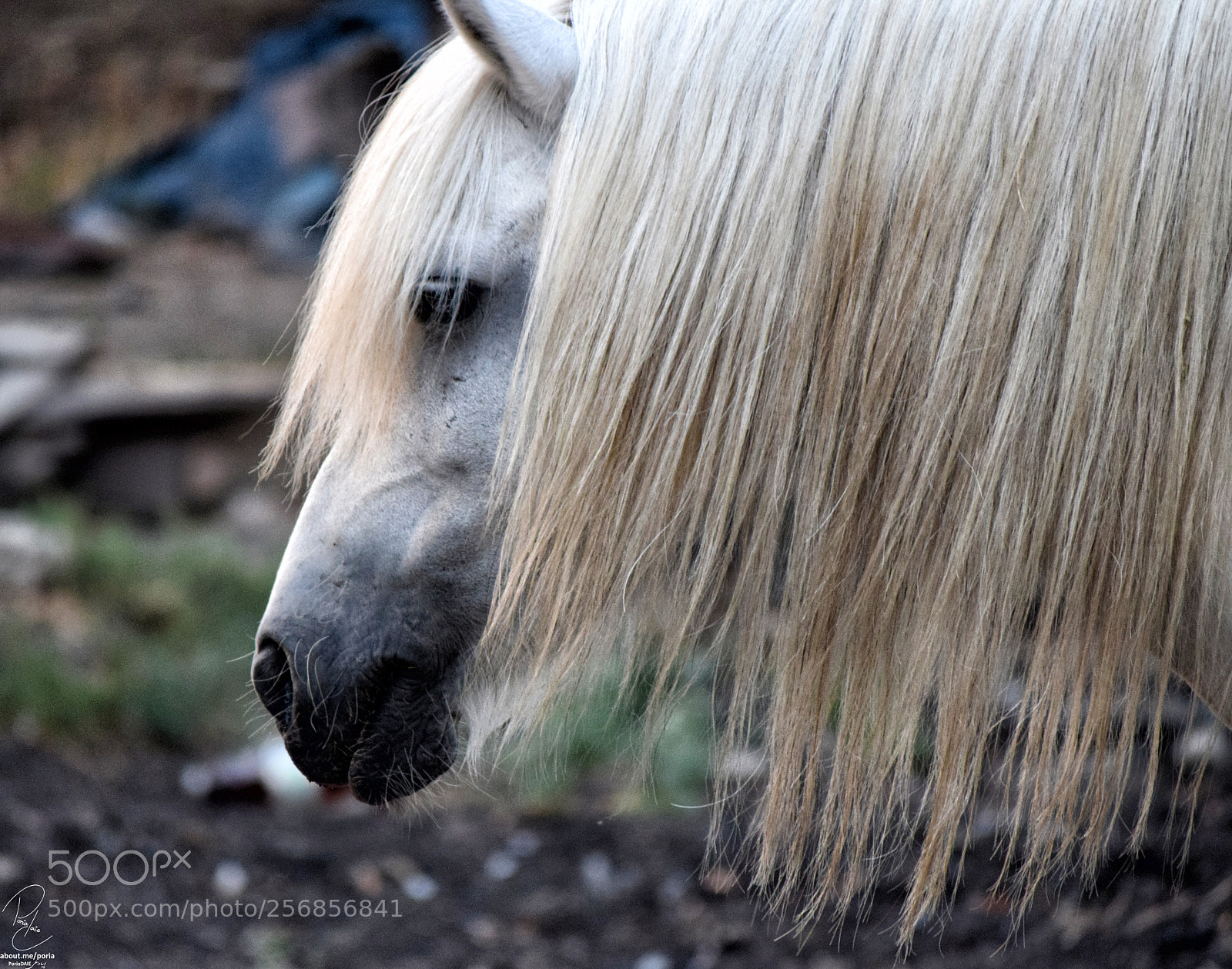 Nikon D3300 sample photo. Tbilisi zoo photography