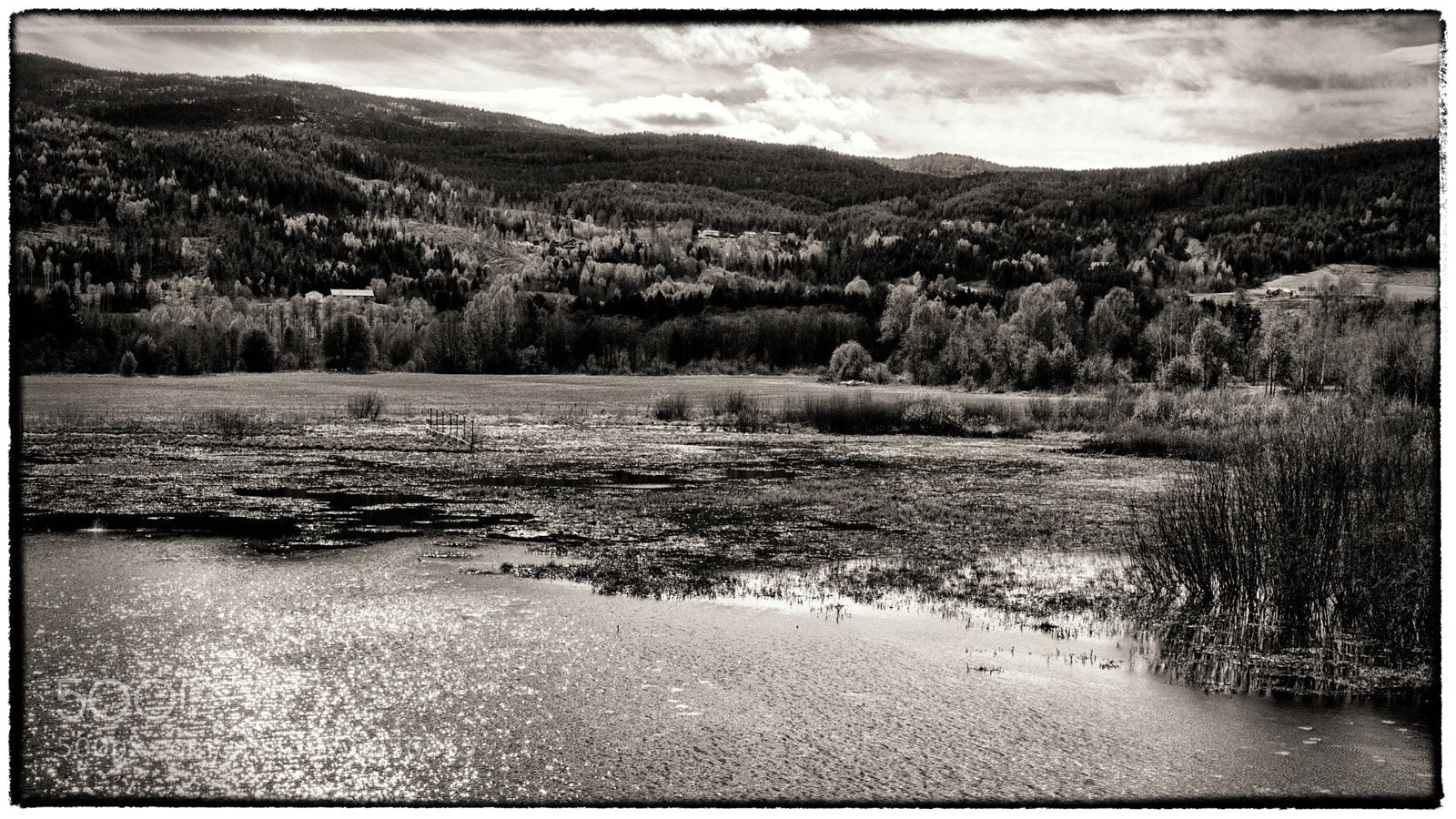 Sony a7 II sample photo. Swamps photography