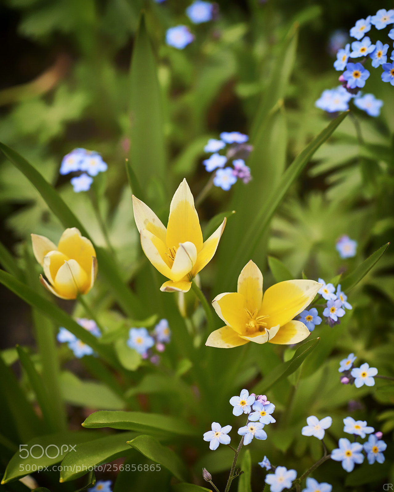 Sony a6000 sample photo. Kleine stern-tulpe photography