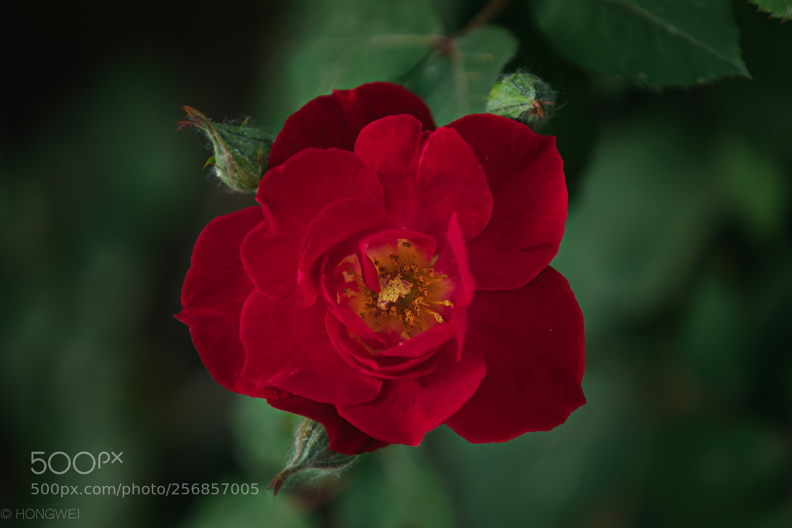 Canon EOS 5D Mark IV sample photo. Flower photography