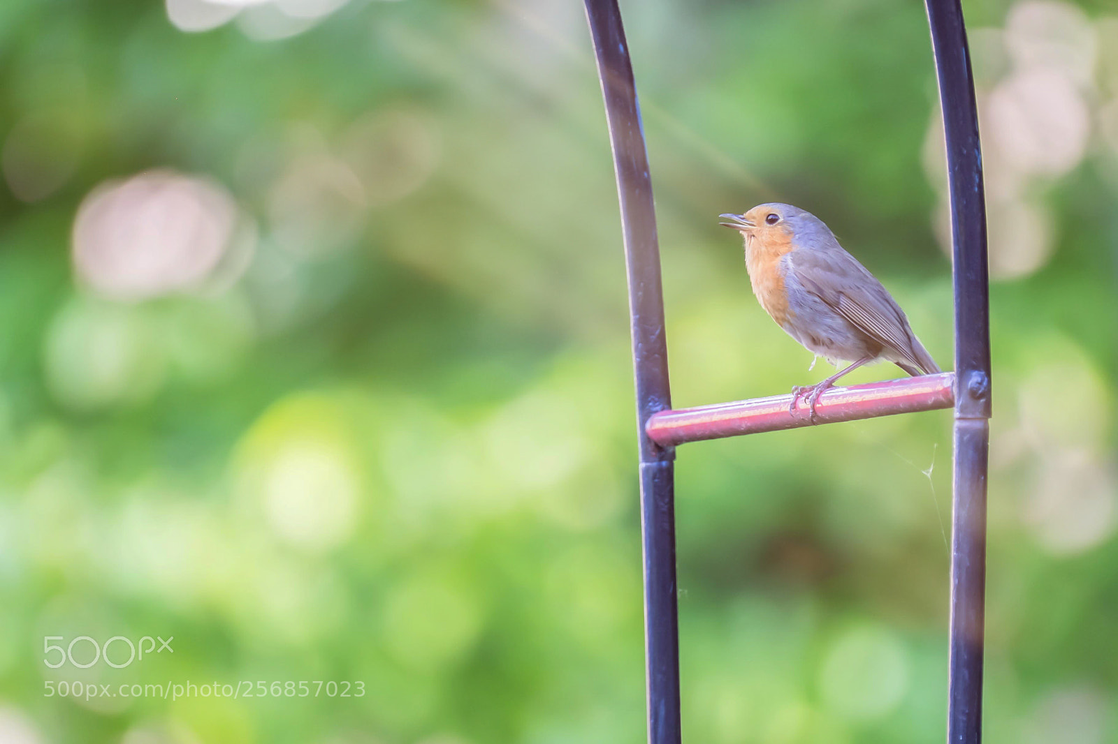 Fujifilm X-T1 sample photo. Singing bird photography