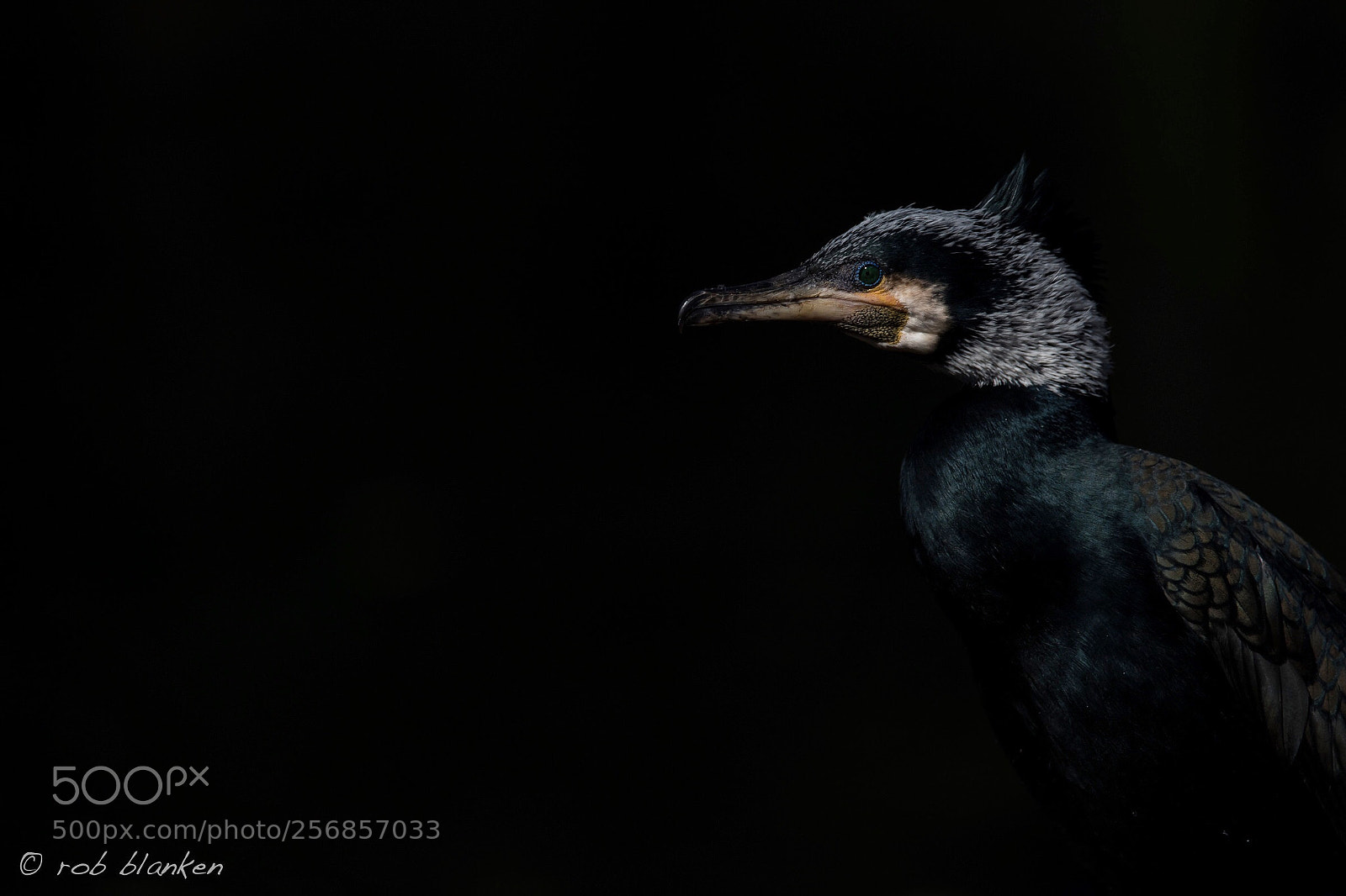 Nikon D850 sample photo. Cormorant photography