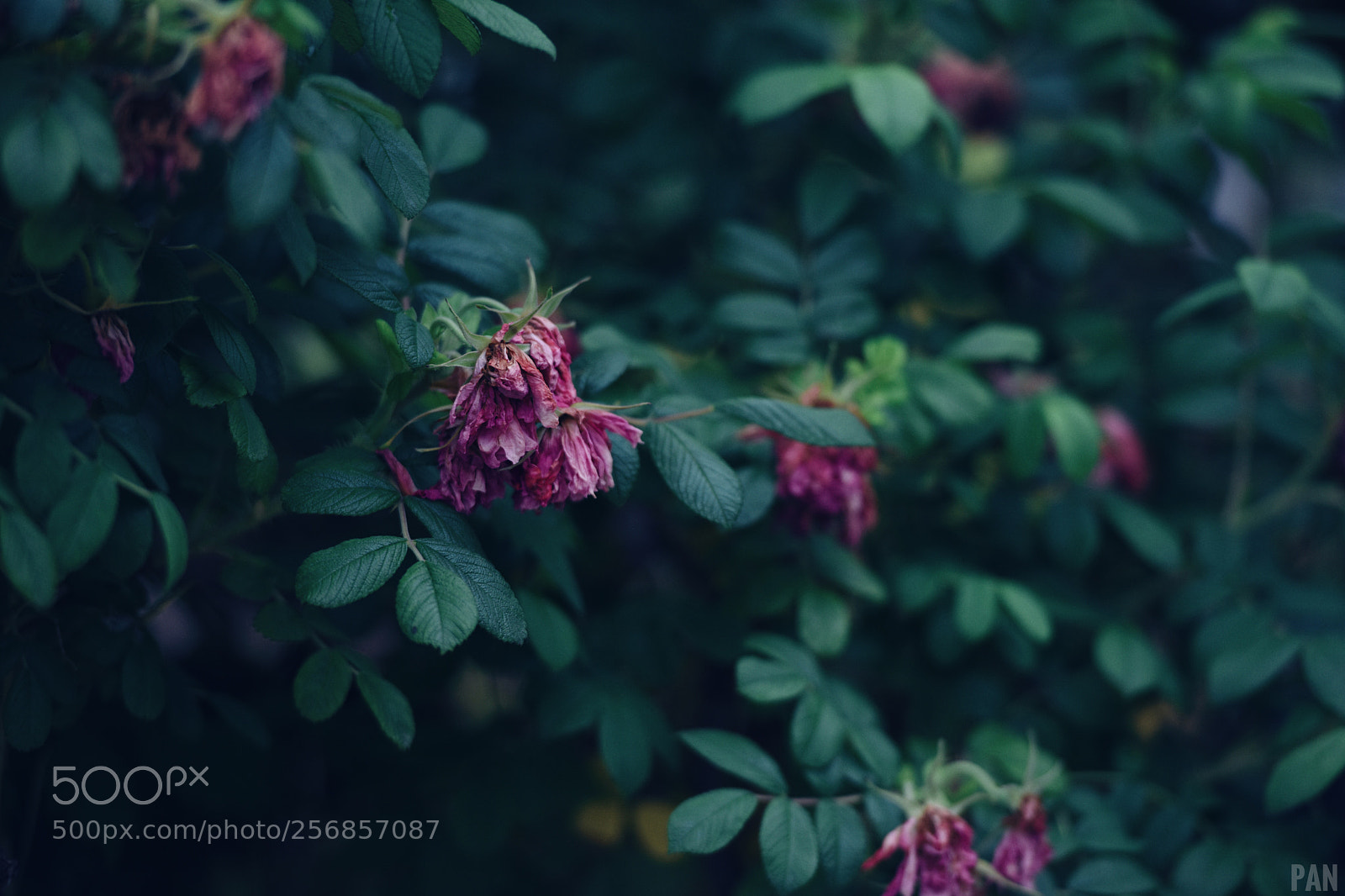 Nikon D810 sample photo. 你知不知道  我等到花儿也谢了 photography