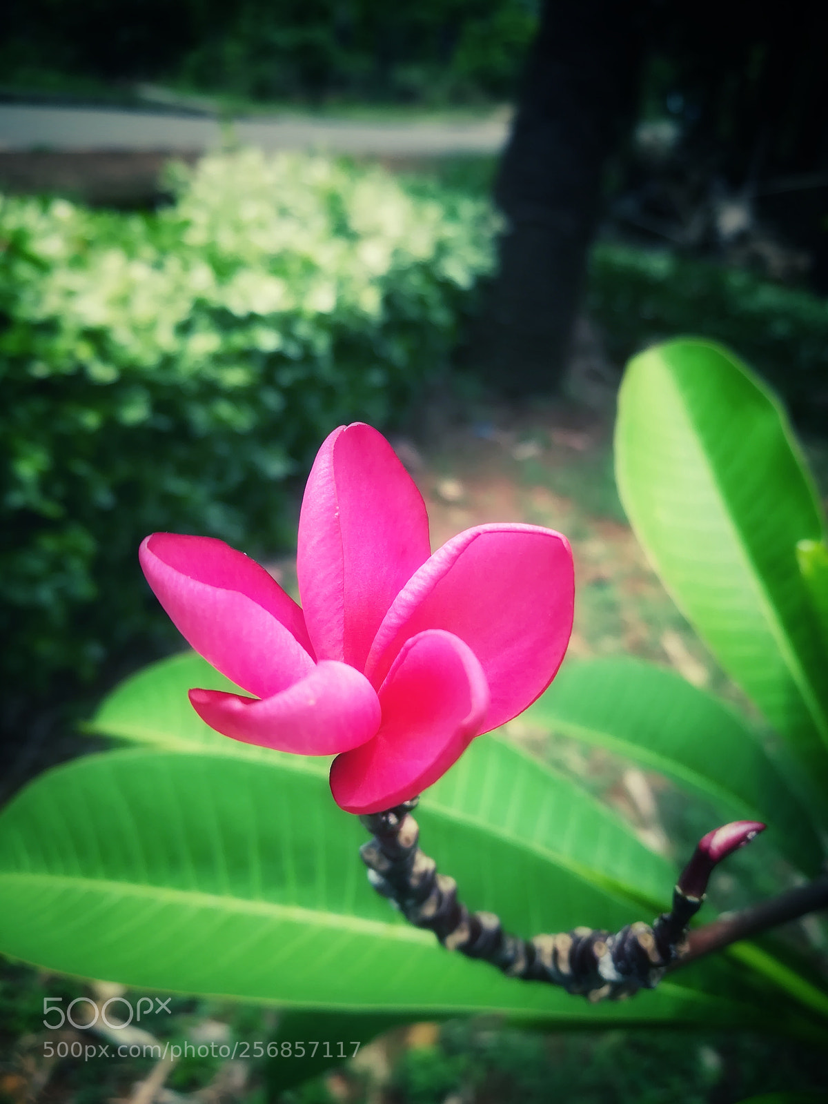 HUAWEI honor 6x sample photo. Bliss nature photography