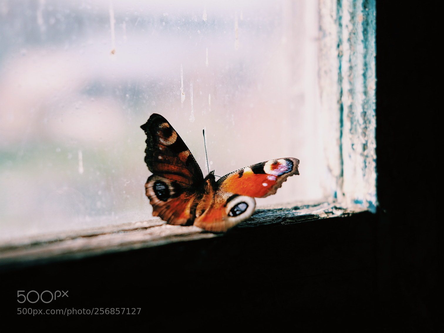 Fujifilm X-T1 sample photo. Window photography