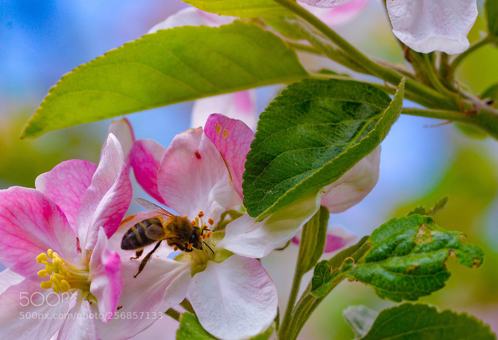 Nikon D610 sample photo. One thousand colors photography