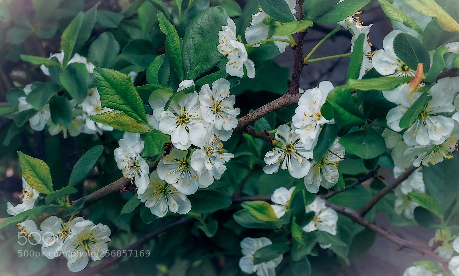 Olympus OM-D E-M5 II sample photo. Apple-trees in bloom photography