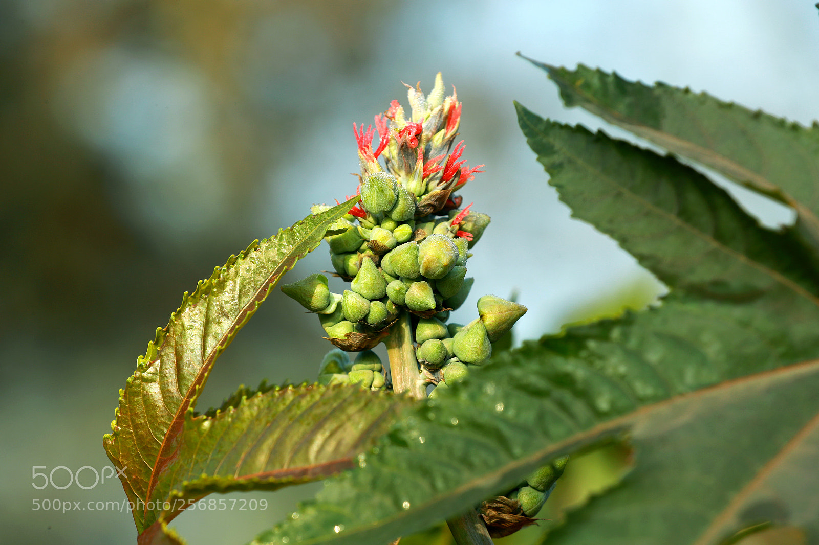 Canon EOS-1D X Mark II sample photo. Cbp photography