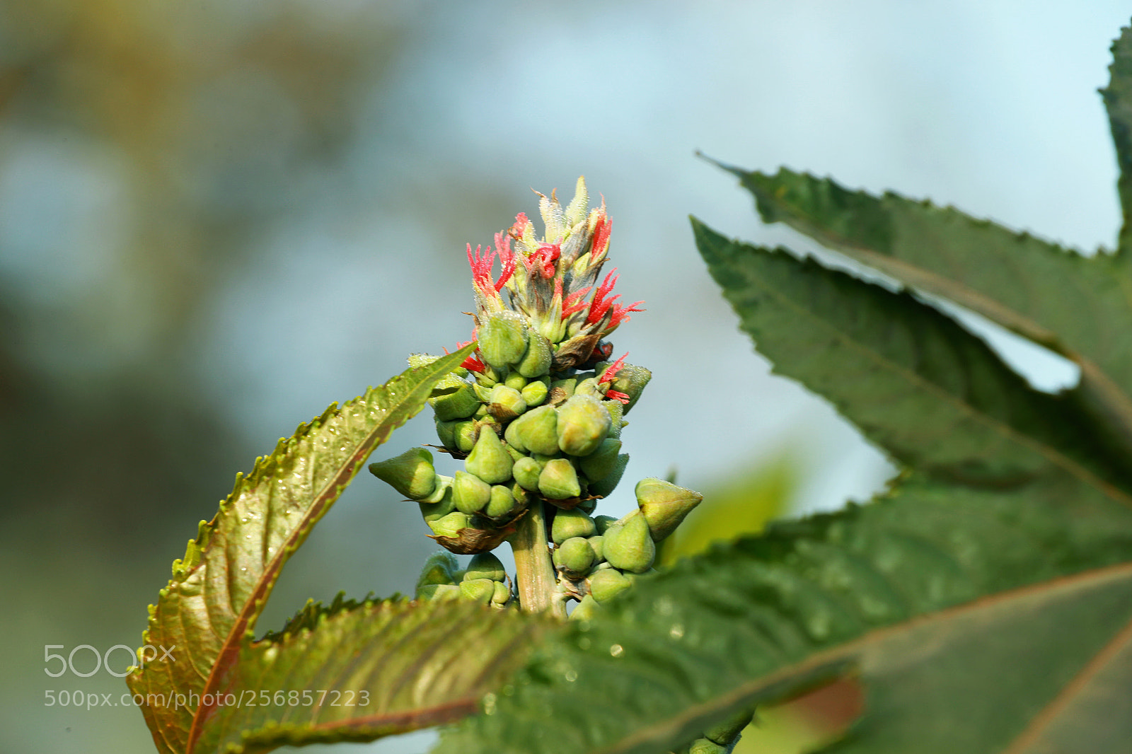 Canon EOS-1D X Mark II sample photo. Cbp photography