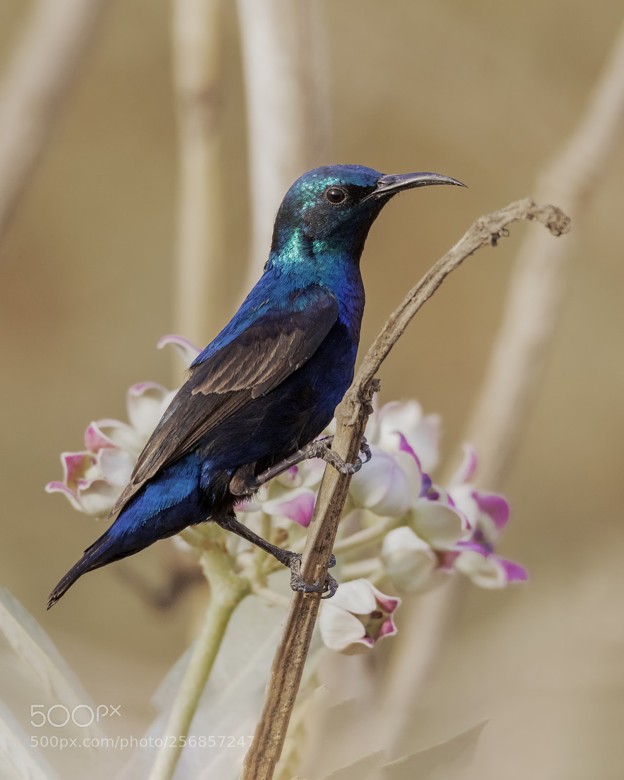 Canon EOS 7D Mark II sample photo. Purple sunbird photography