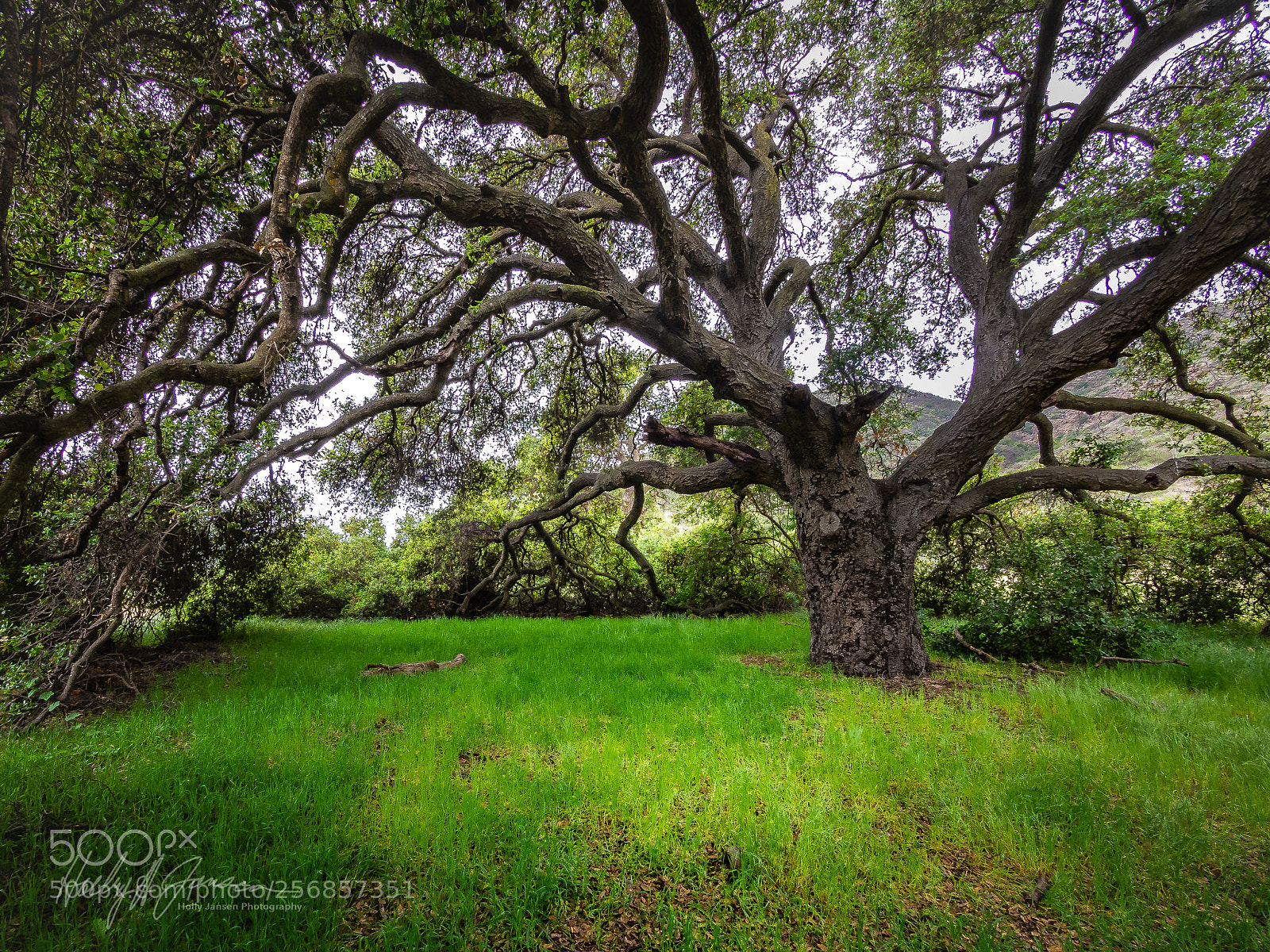 Olympus OM-D E-M5 sample photo. Hill canyon oak photography