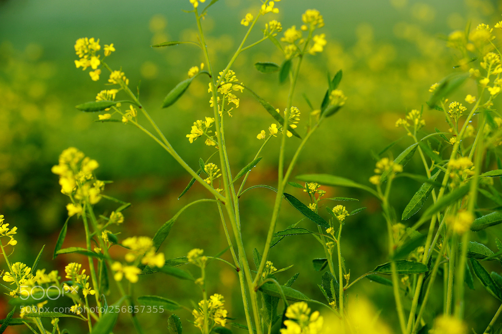 Canon EOS-1D X Mark II sample photo. Cbp photography