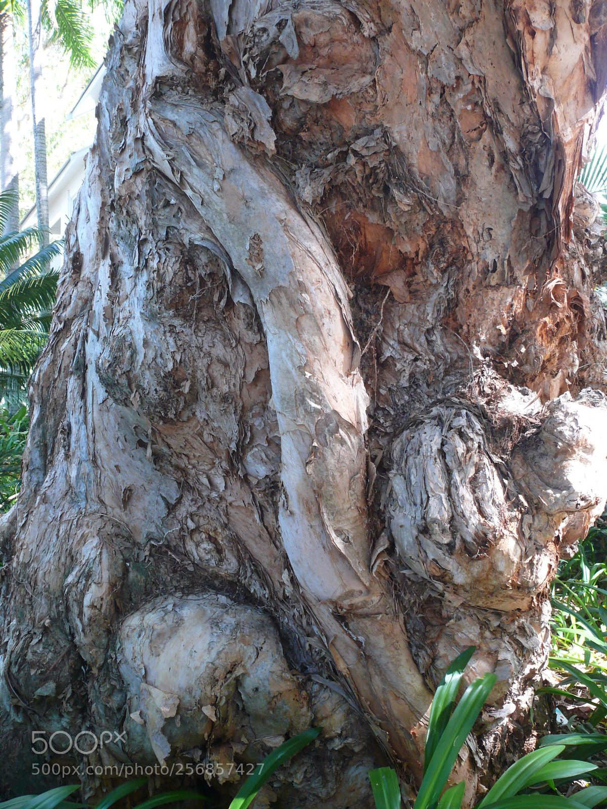Panasonic DMC-FZ50 sample photo. Love these tree trunks photography