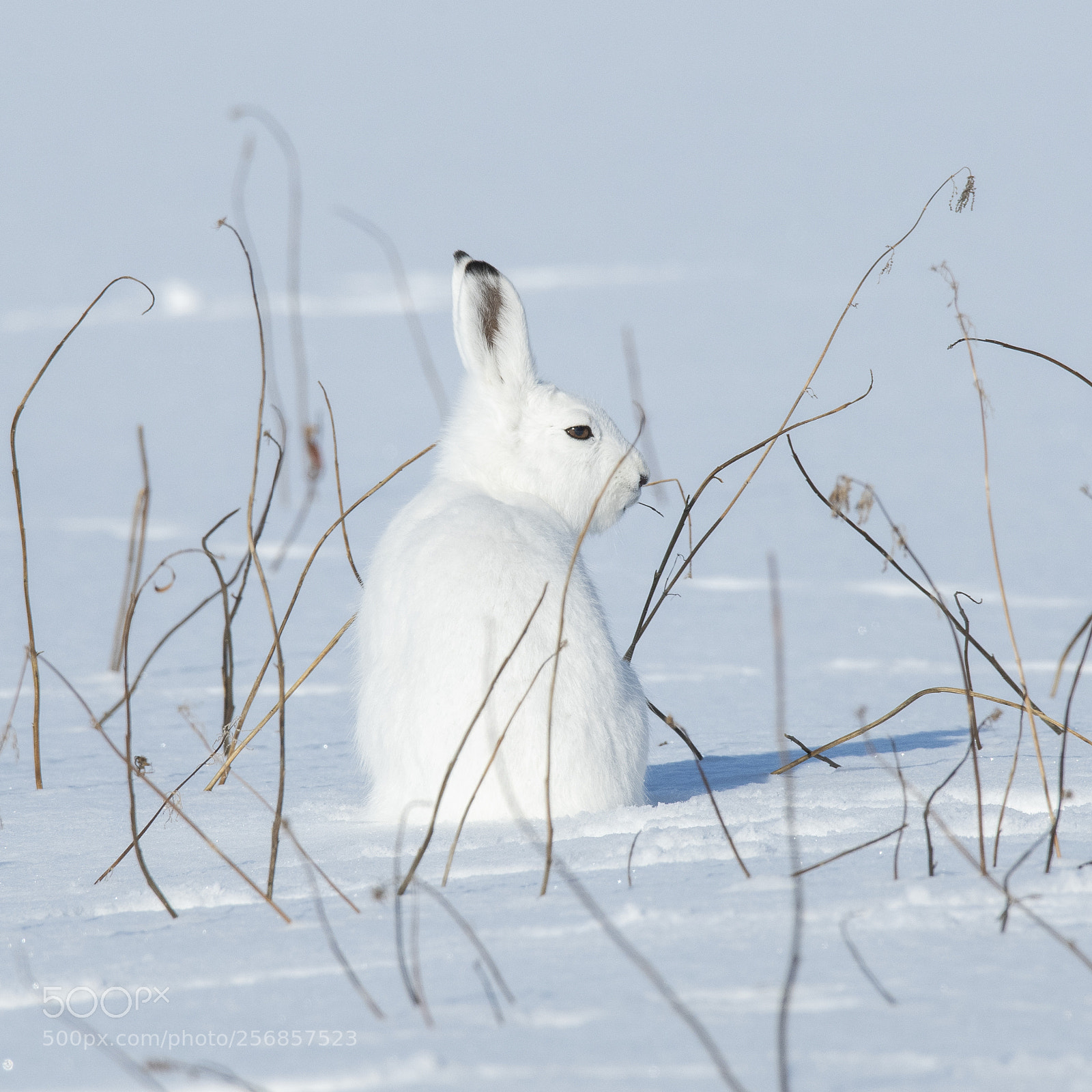 Nikon D850 sample photo. Hare - lepus timidus photography