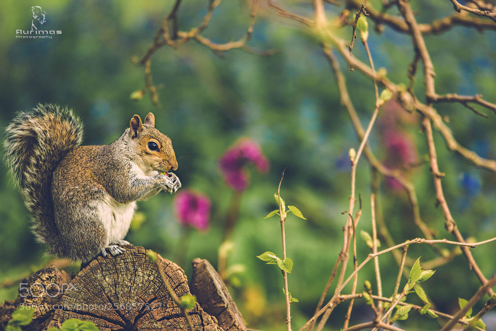 Canon EOS 550D (EOS Rebel T2i / EOS Kiss X4) sample photo. Squirrel photography