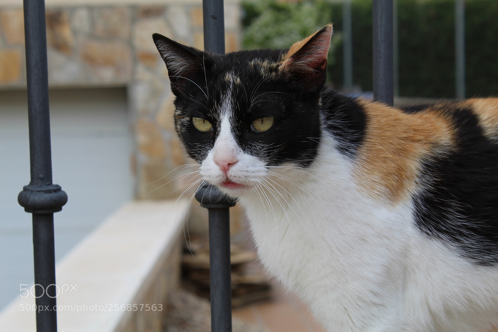 Canon EOS 1300D (EOS Rebel T6 / EOS Kiss X80) sample photo. Gato photography