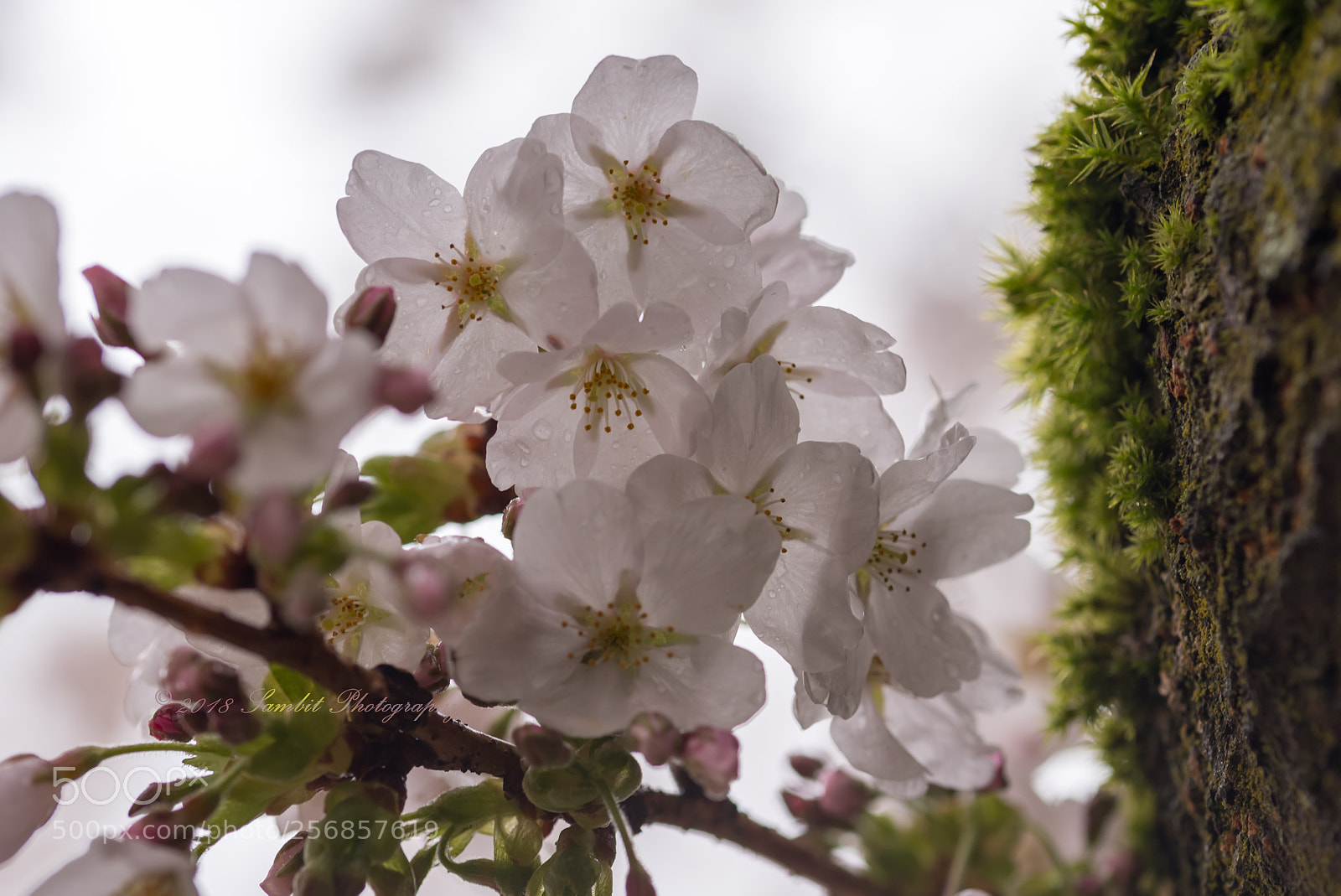 Nikon D750 sample photo. Cherryblossom photography