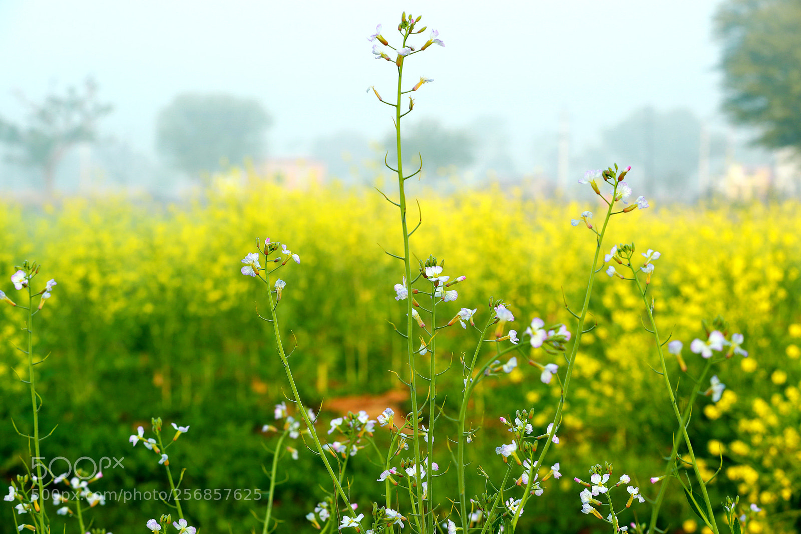 Canon EOS-1D X Mark II sample photo. Cbp photography