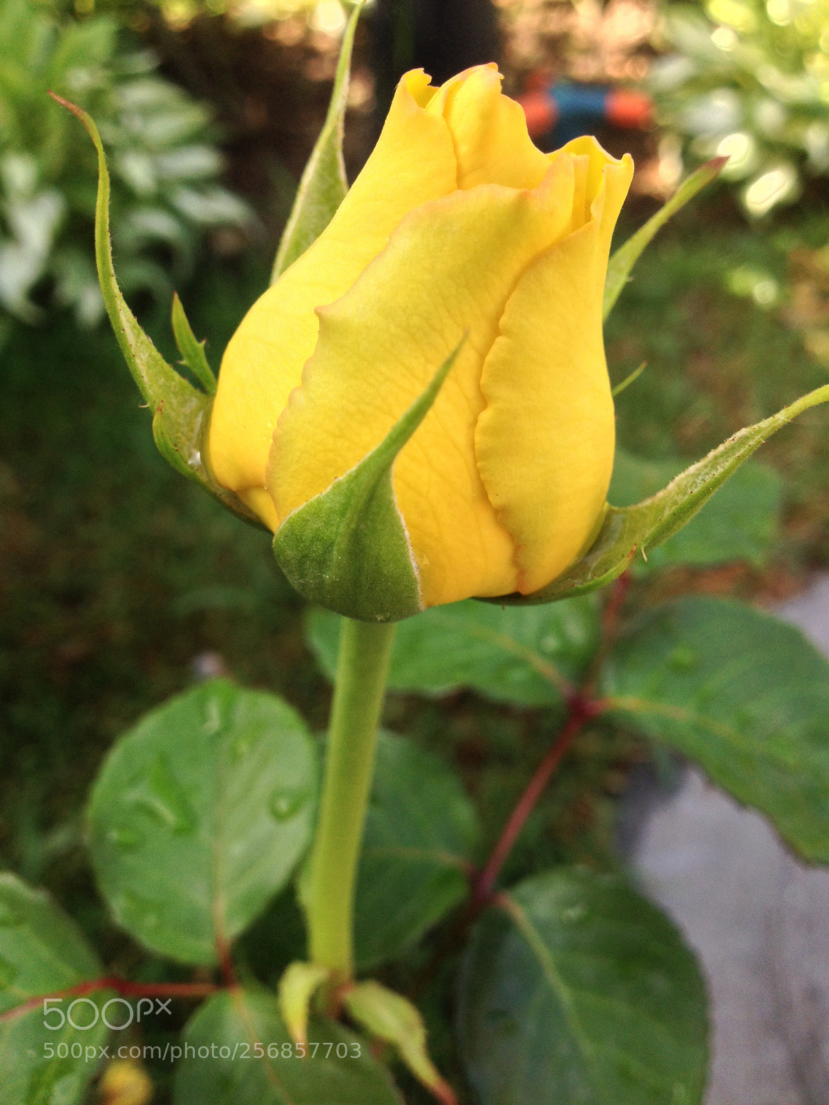 Apple iPhone 4S sample photo.  esor eht photography
