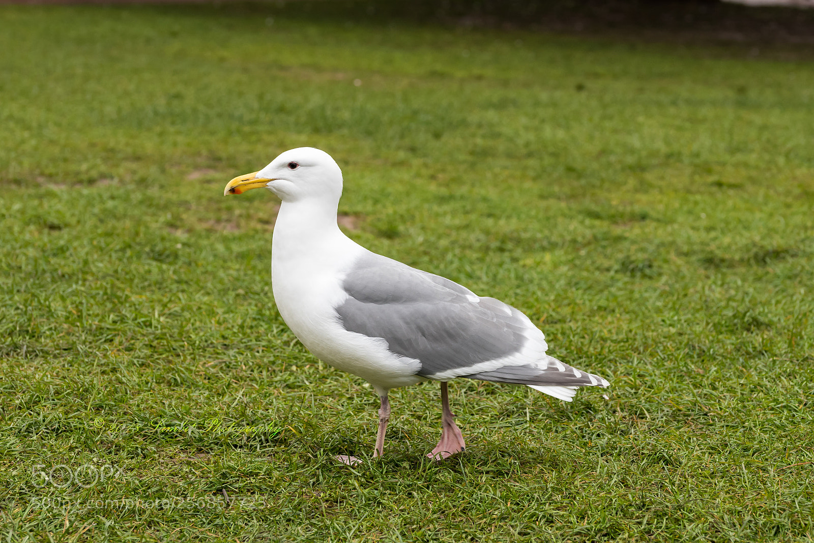 Nikon D750 sample photo. Bird photography
