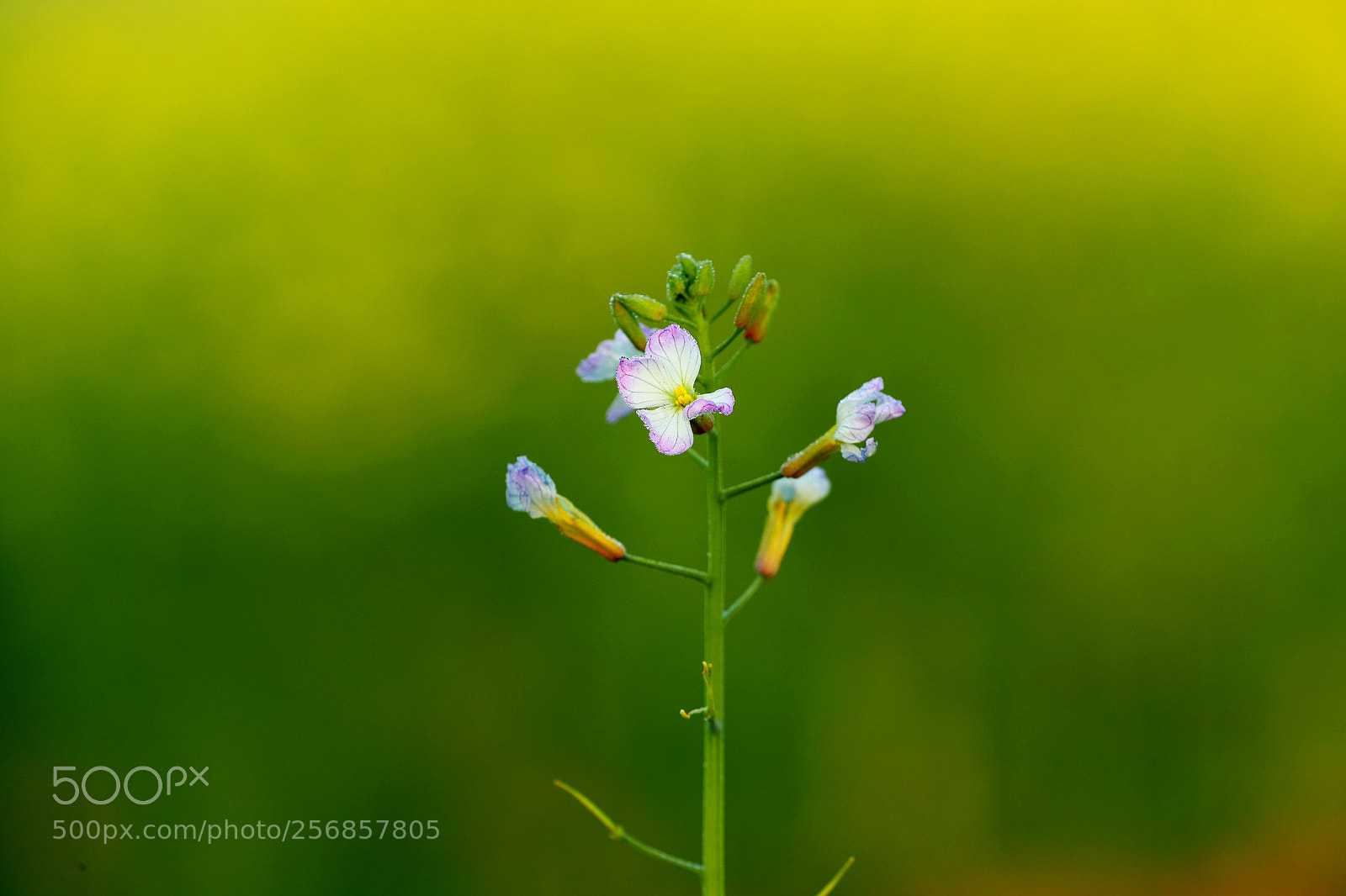 Canon EOS-1D X Mark II sample photo. Cbp photography