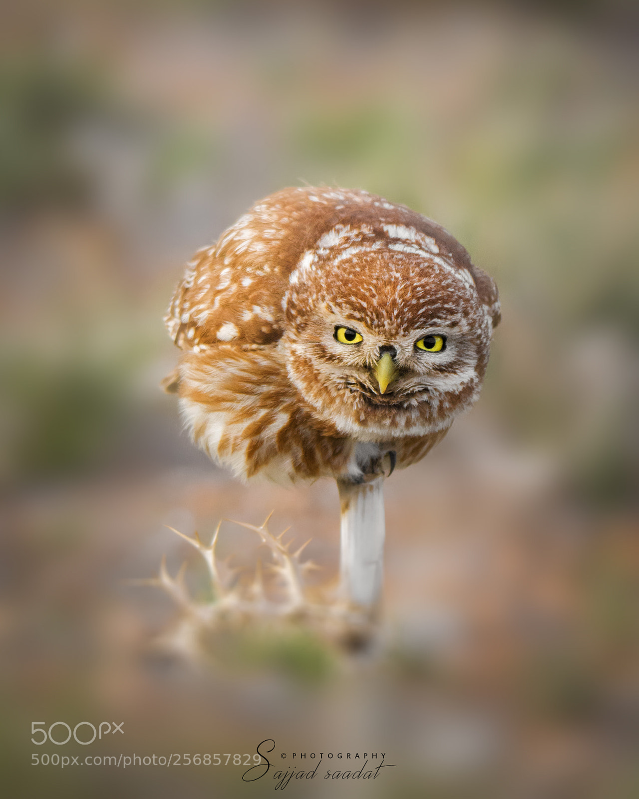 Nikon D7100 sample photo. Little owl photography