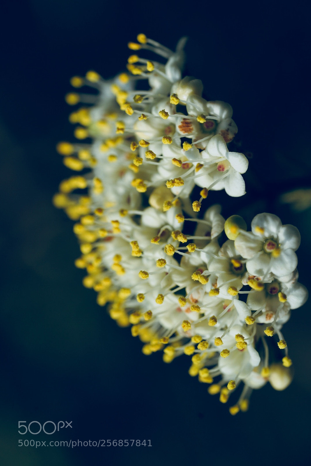 Sony a7R III sample photo. 昙花 photography