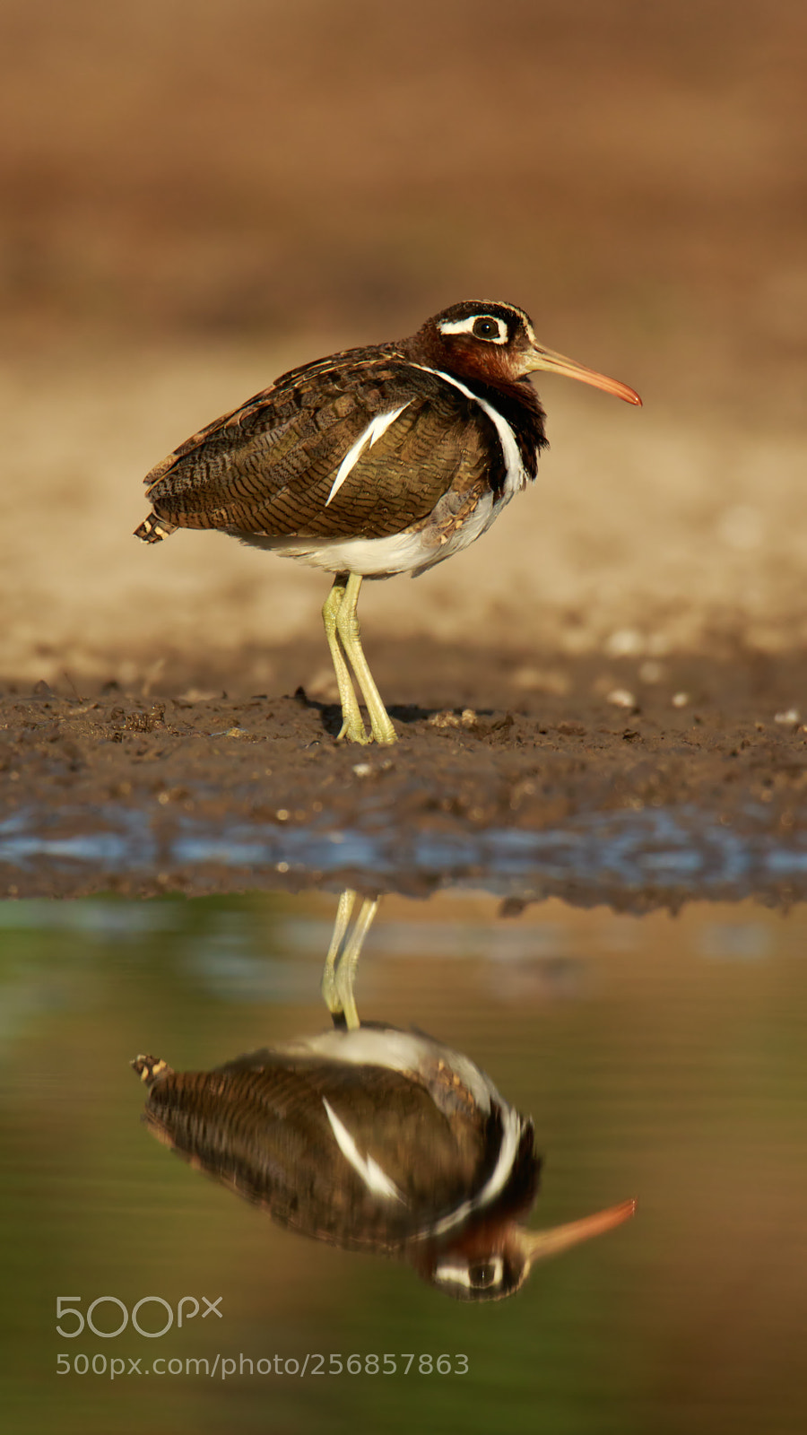Canon EOS 7D Mark II sample photo. Painted snipe photography