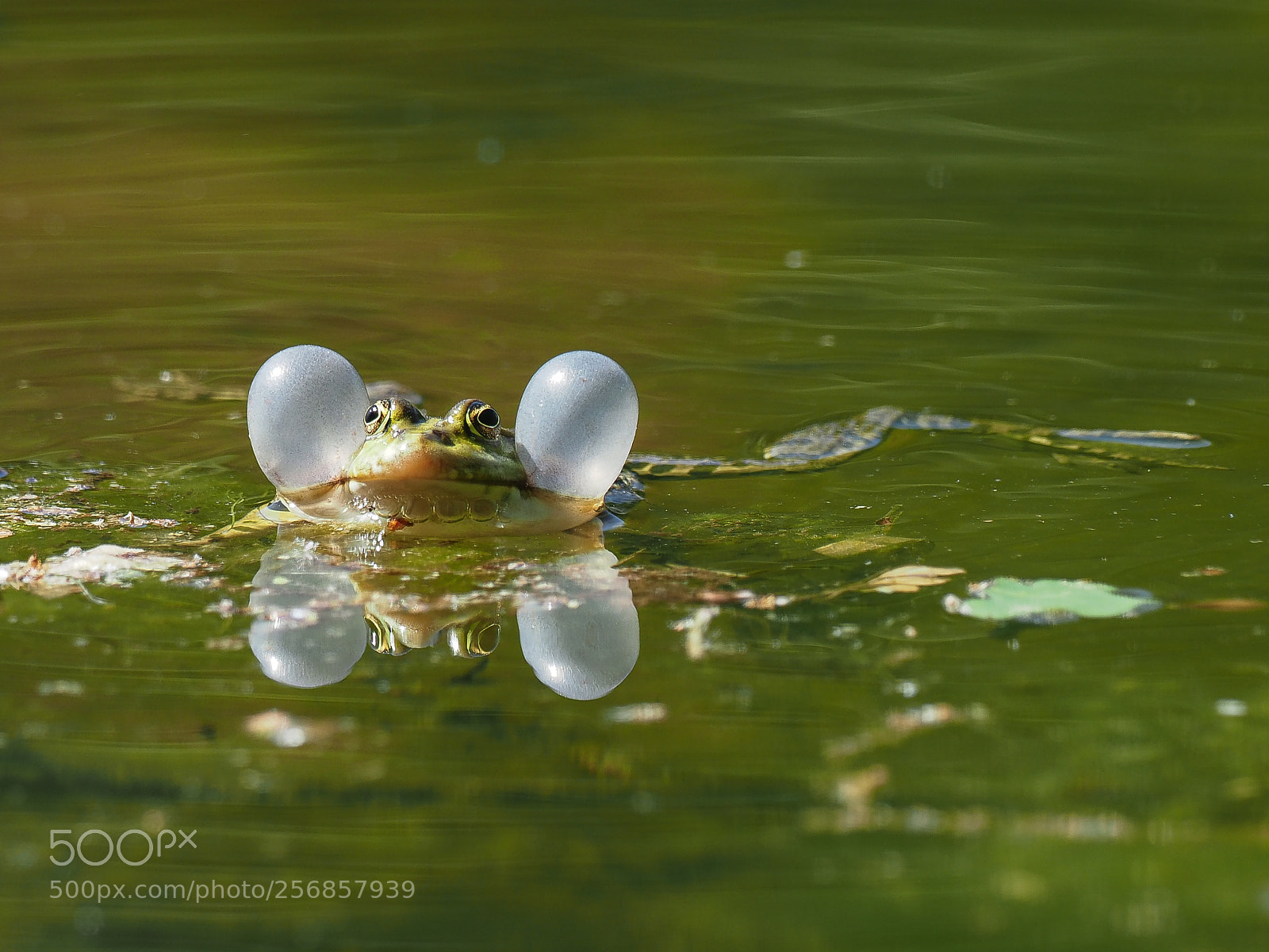 Olympus OM-D E-M1 Mark II sample photo. Edible frog photography