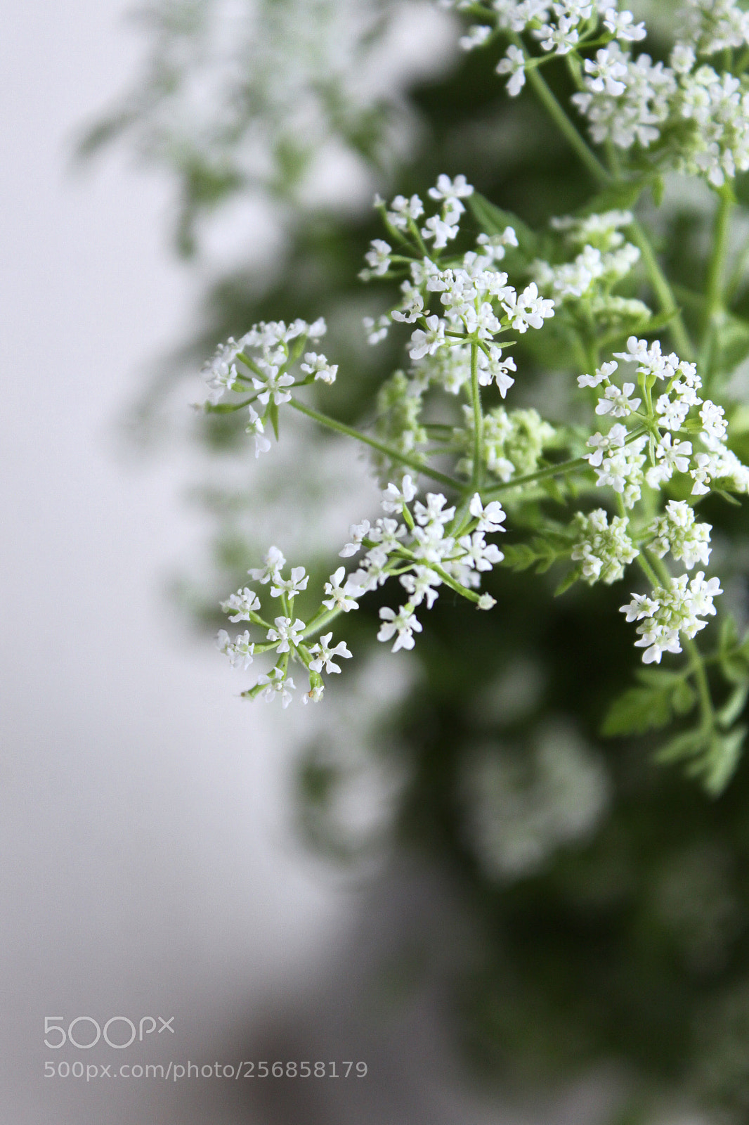 Canon EOS 50D sample photo. Chervil flowers photography
