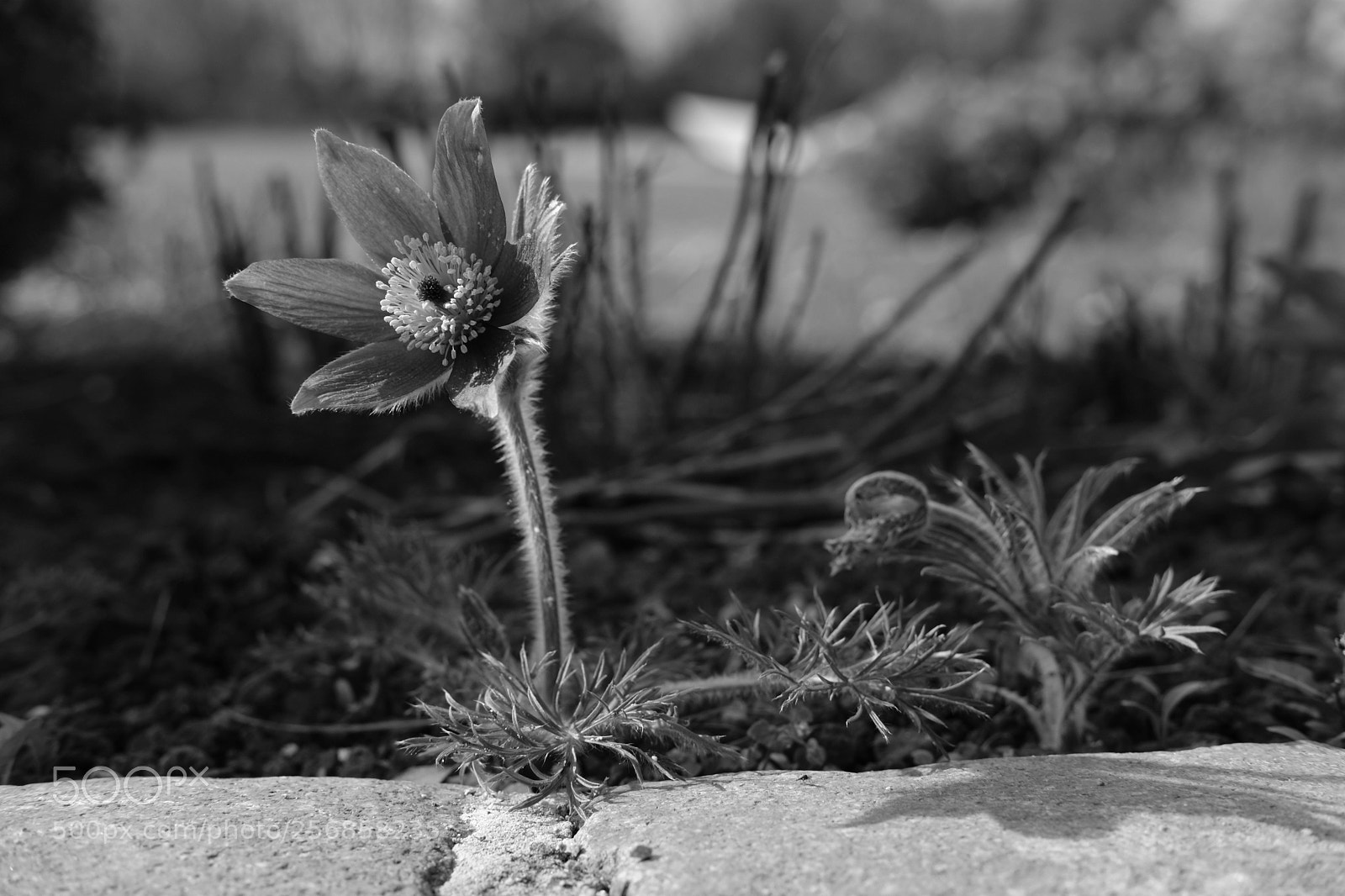 Fujifilm X-T20 sample photo. Flower photography