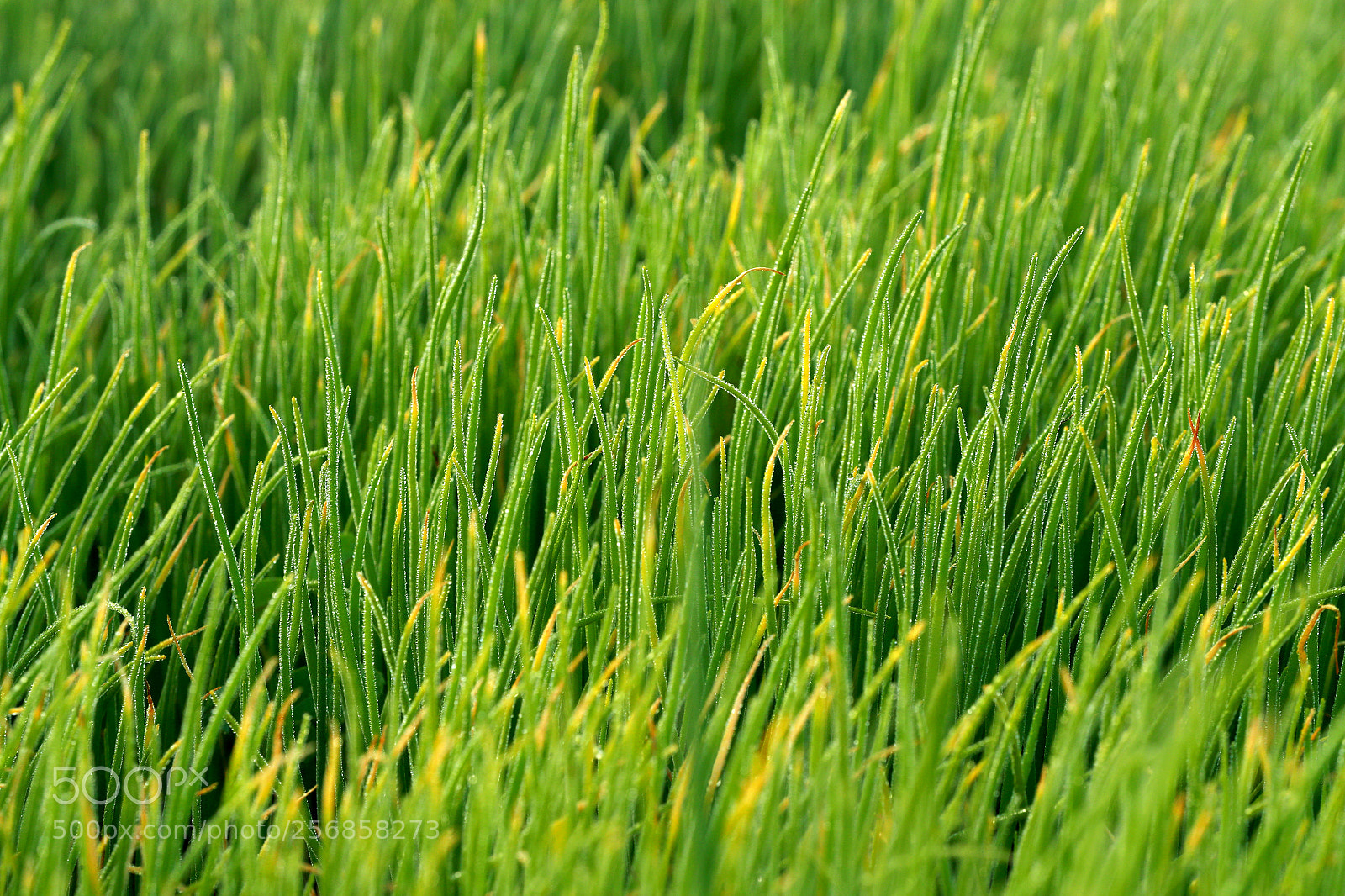 Canon EOS-1D X Mark II sample photo. Cbp photography