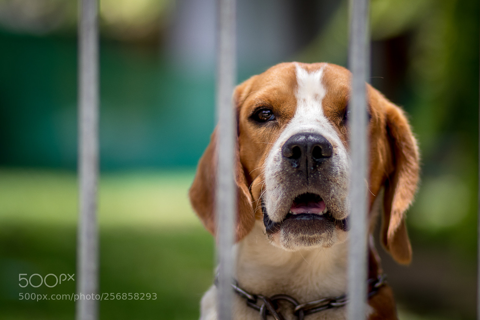 Canon EOS 80D sample photo. Waiting dog photography