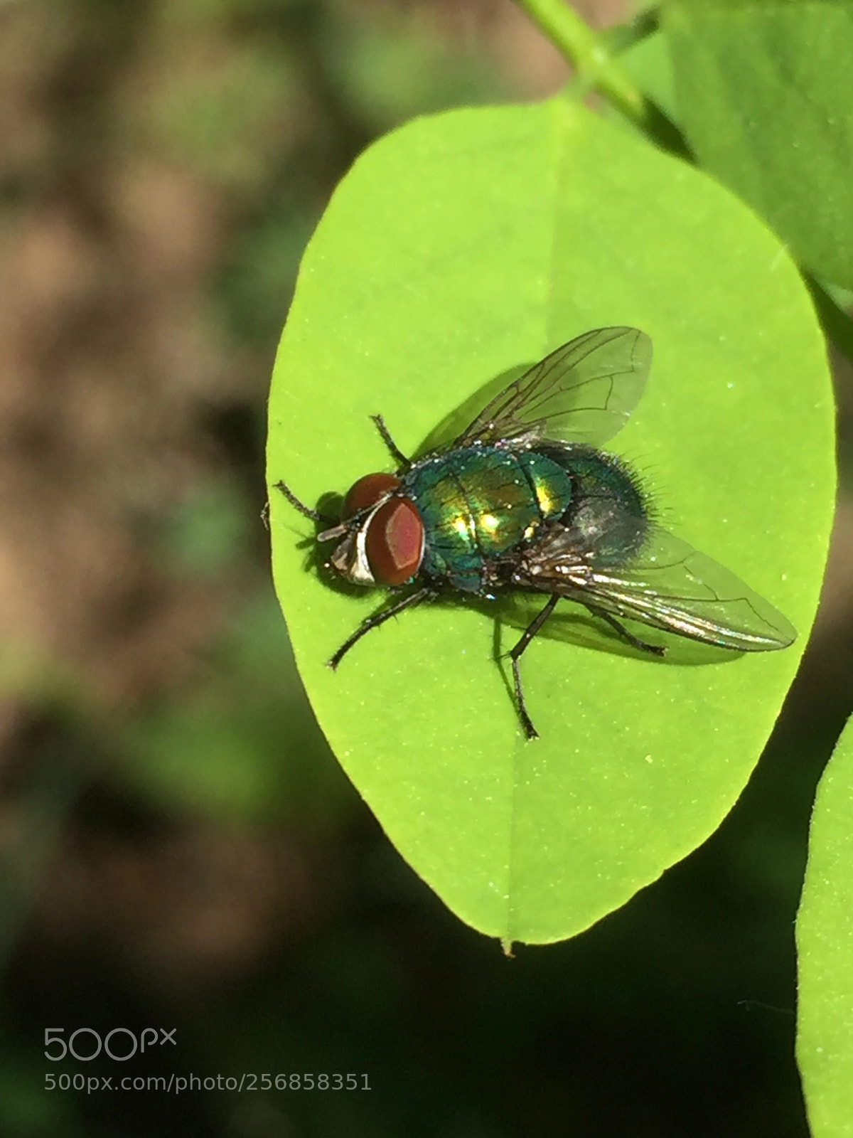 Apple iPhone 6 sample photo. Untitled photography