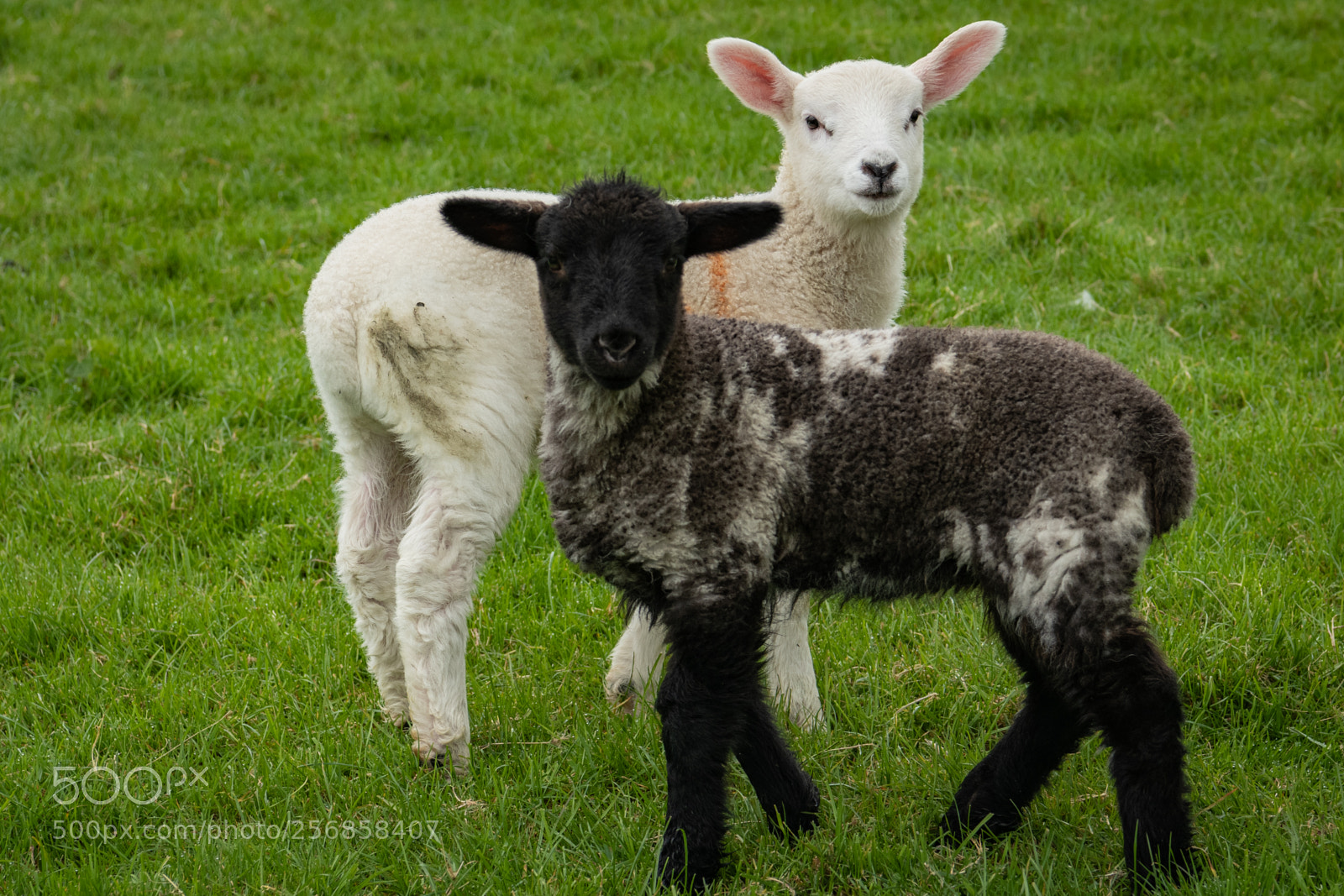 Nikon D850 sample photo. Spring lambs photography