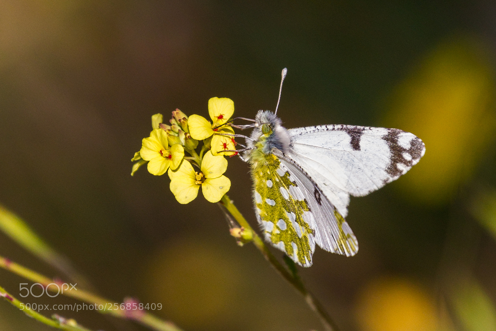 Canon EOS-1D Mark IV sample photo. Spring beauty photography